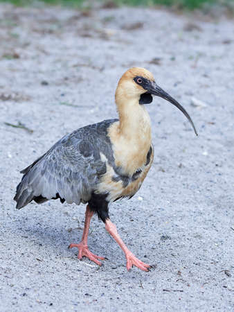 Black-faced ibis walking in sand in its habitatの写真素材