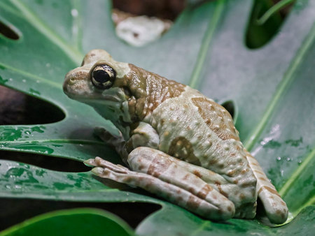 Mission golden-eyed tree frog sitting on a big leaf in its habitat