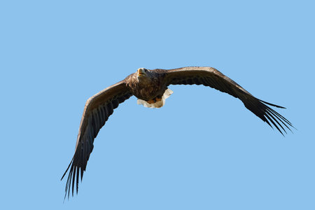 White-tailed eagle in flight with blue skies in the background