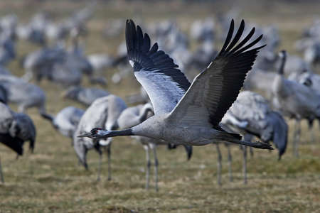 Common crane in flight with vegetation and cranes in the backgroundの写真素材