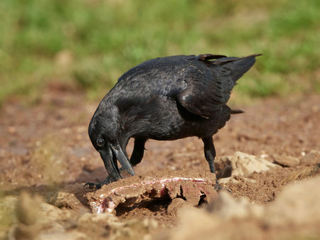 Common raven eating meat from a bone in its habitat