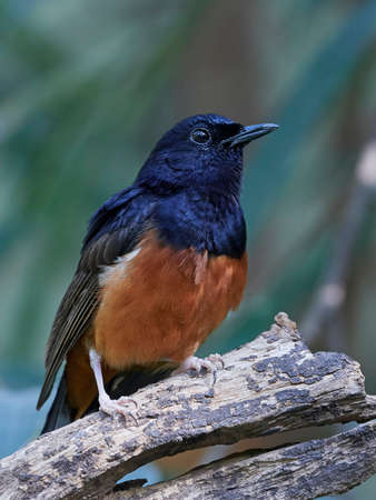 White-rumped shama resting on a branch with vegetation in the backgroundの写真素材