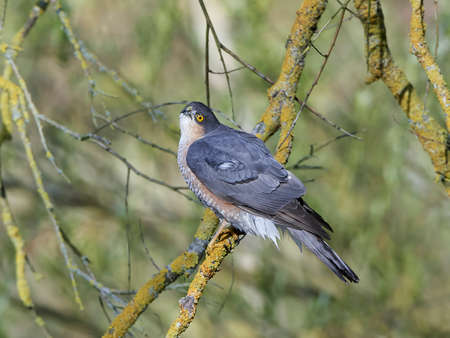 Eurasian sparrowhawk sitting on a branch with vegetation in the backgroundの写真素材