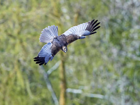Western marsh harrier in flight with vegetation in the backgroundの写真素材