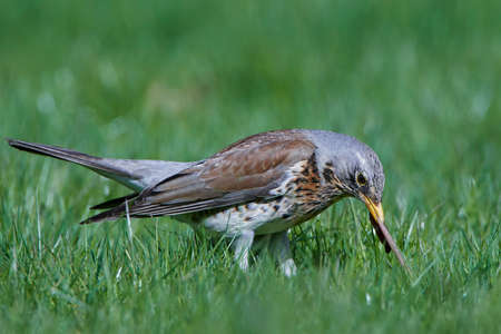 Fieldfare standing in grass with a earthworm in its beakの写真素材