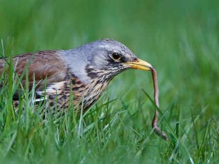 Fieldfare standing in grass with a earthworm in its beakの写真素材