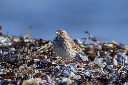 Water pipit in its natural habitat with blue water in the backgroundの写真素材