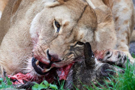 Lioness eating raw meat in her natural habitatの写真素材