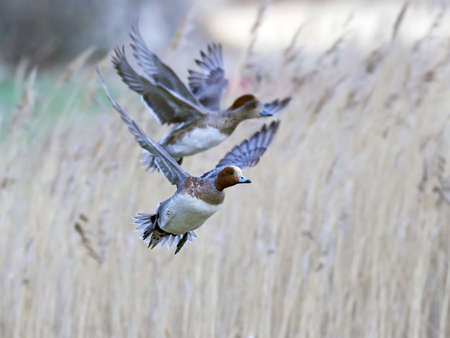Eurasian wigeon in flight with vegetation in the backgroundの写真素材