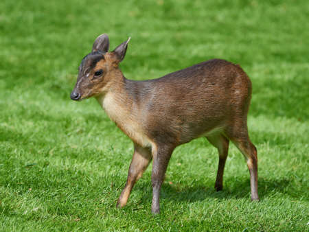 Reeves muntjac standing in grass seen from the sideの写真素材