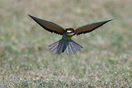 European bee-eater in flight with vegetation in the background