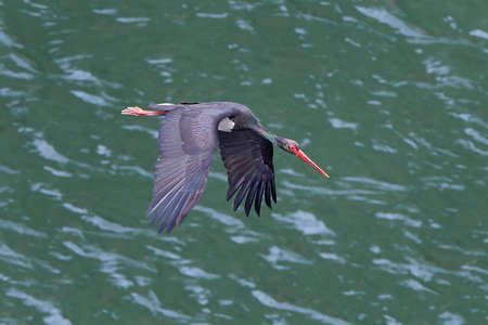 Black stork in flight with water in the backgroundの写真素材