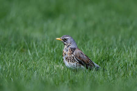 Fieldfare standing in grass in its habitatの写真素材