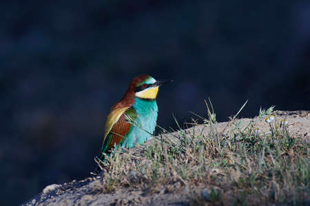 European bee-eater resting on the ground in its habitatの写真素材