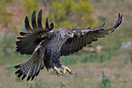 Bonellis eagle in flight with vegetation in the backgroundの写真素材