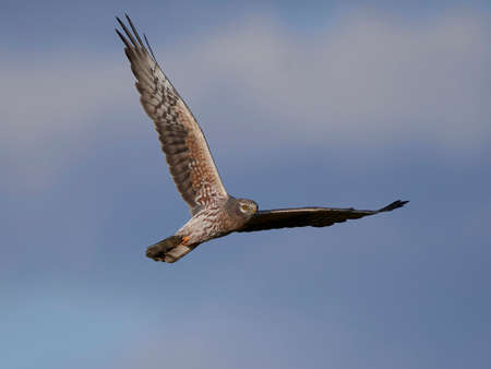Montagus harrier in flight with blue skies in the backgroundの写真素材
