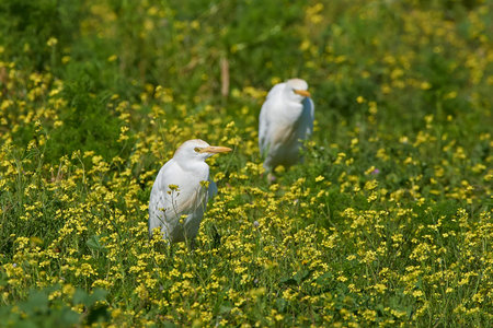 Cattle egret resting in grass and yellow flowers