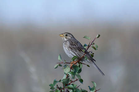 Corn bunting resting on a branch in its habitatの写真素材