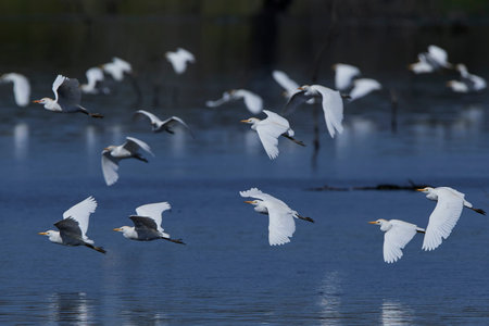 Cattle egrets in flight with water and vegetation in the background