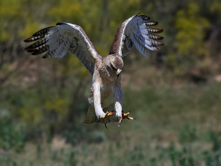 Bonellis eagle in flight with vegetation in the background