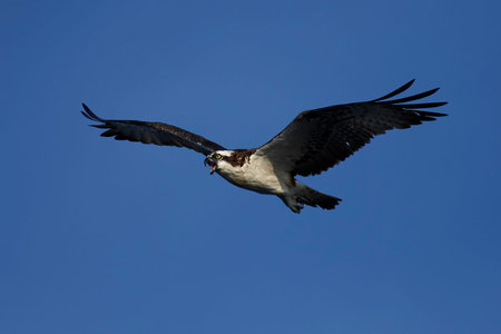 Osprey in flight with blue skies in the background