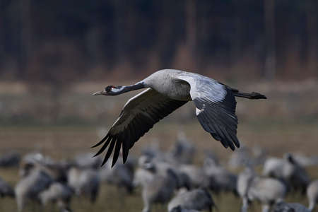 Common crane in flight with vegetation and cranes in the backgroundの写真素材