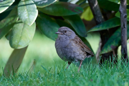 Dunnock standing on the ground in grass in its habitat