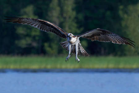 Osprey in flight with water and vegetation in the backgroundの写真素材