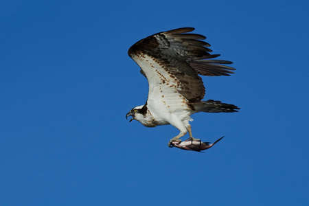 Osprey in flight with a fish in its claws and blue skies in the backgroundの写真素材