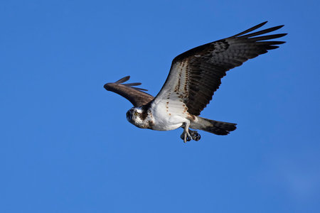 Osprey in flight with blue skies in the backgroundの写真素材