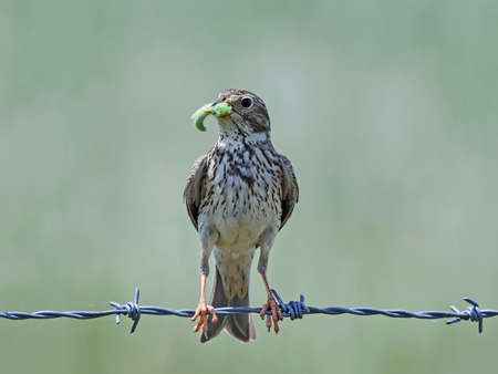 Corn bunting with a green worm in its beakの写真素材