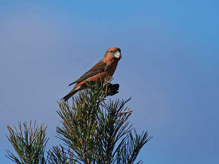 parrot crossbill in its natural habitatの写真素材
