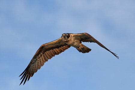 Osprey in flight with blue skies in the background