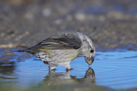Parrot crossbill in its natural habitat