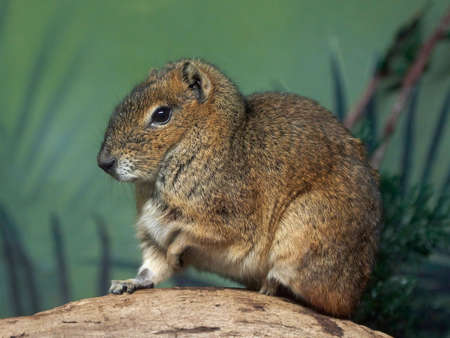 Rock cavy resting on a tree trunk with vegetation in the background の写真素材