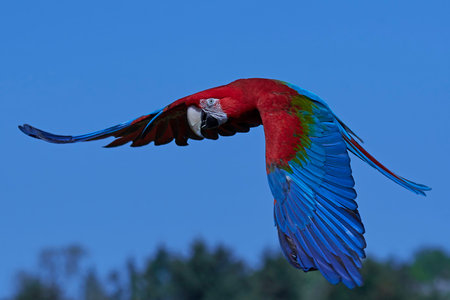 Green-winged macaw in flight with vegetation in the background