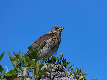 Fieldfare resting on a branch in ts natural habitat