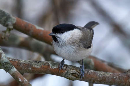 Marsh tit in its natural habitatの写真素材