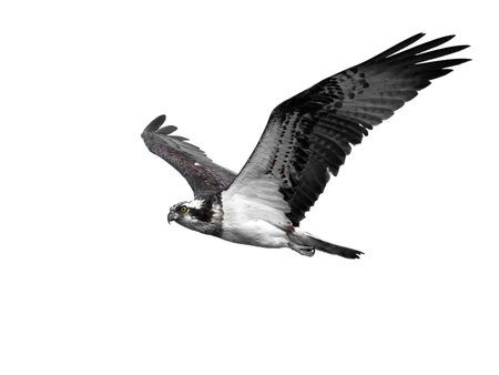 Osprey in flight isolated on a white backgroundの写真素材