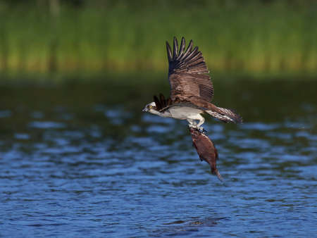Osprey in flight with a fish in its clawsの写真素材