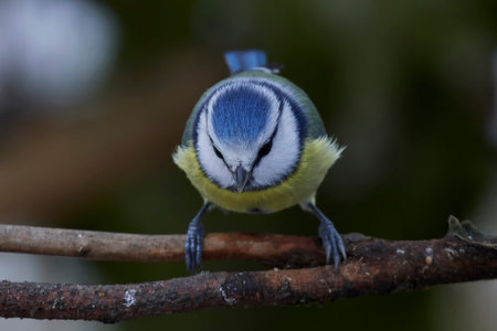 Eurasian blue tit in its natural habitat