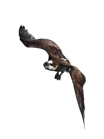 Osprey in flight isolated on a white backgroundの写真素材