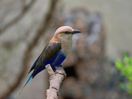Blue-bellied roller resting on a branch in its habitatの写真素材