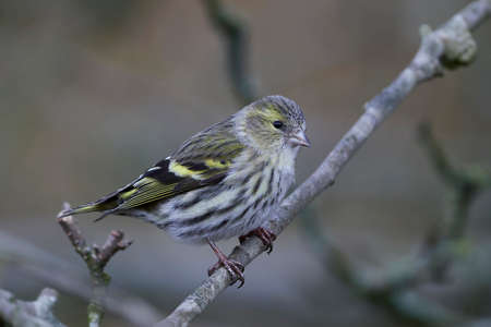 Eurasian siskin in its natural habitat in Denmarkの写真素材