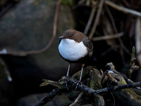 White-throated dipper in its natural habitat in Denmarkの写真素材
