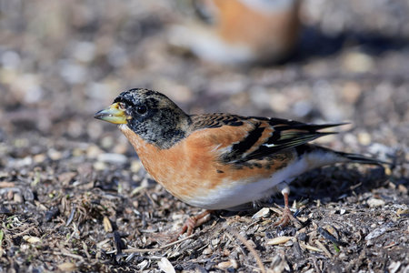 Brambling in its natural habitat in Denmark