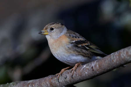 Brambling in its natural habitat in Denmarkの写真素材