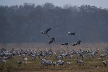 Common crane in its natural habitat in Swedenの写真素材