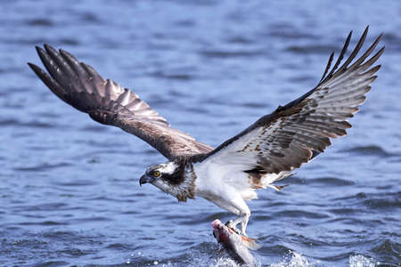 Osprey in flight with a fish in its claws and water in the backgroundの写真素材