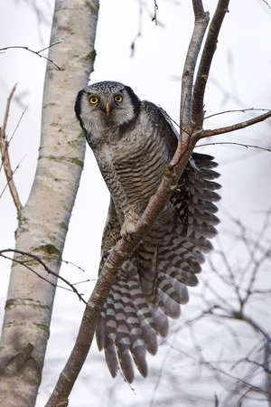 Northern hawk owl in its natural habutatの写真素材